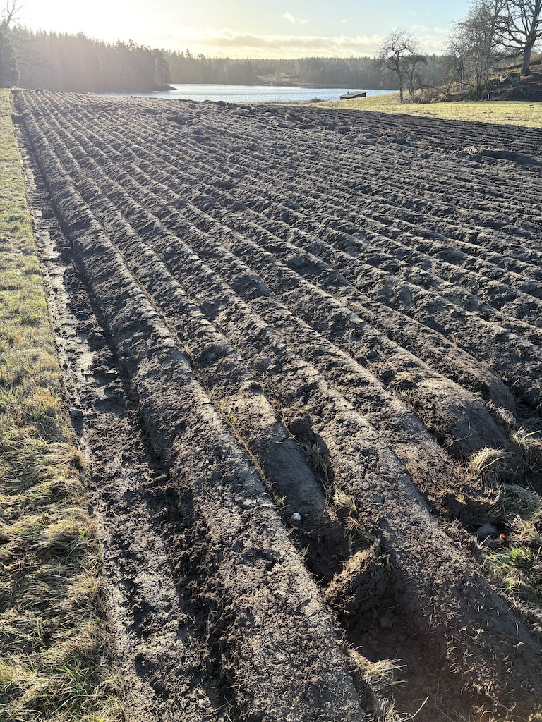 Nyplogade, parallella rader vid Mörtviks Vingård