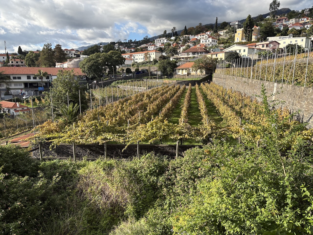 Den lilla vingården vid Blandy's i Funchal