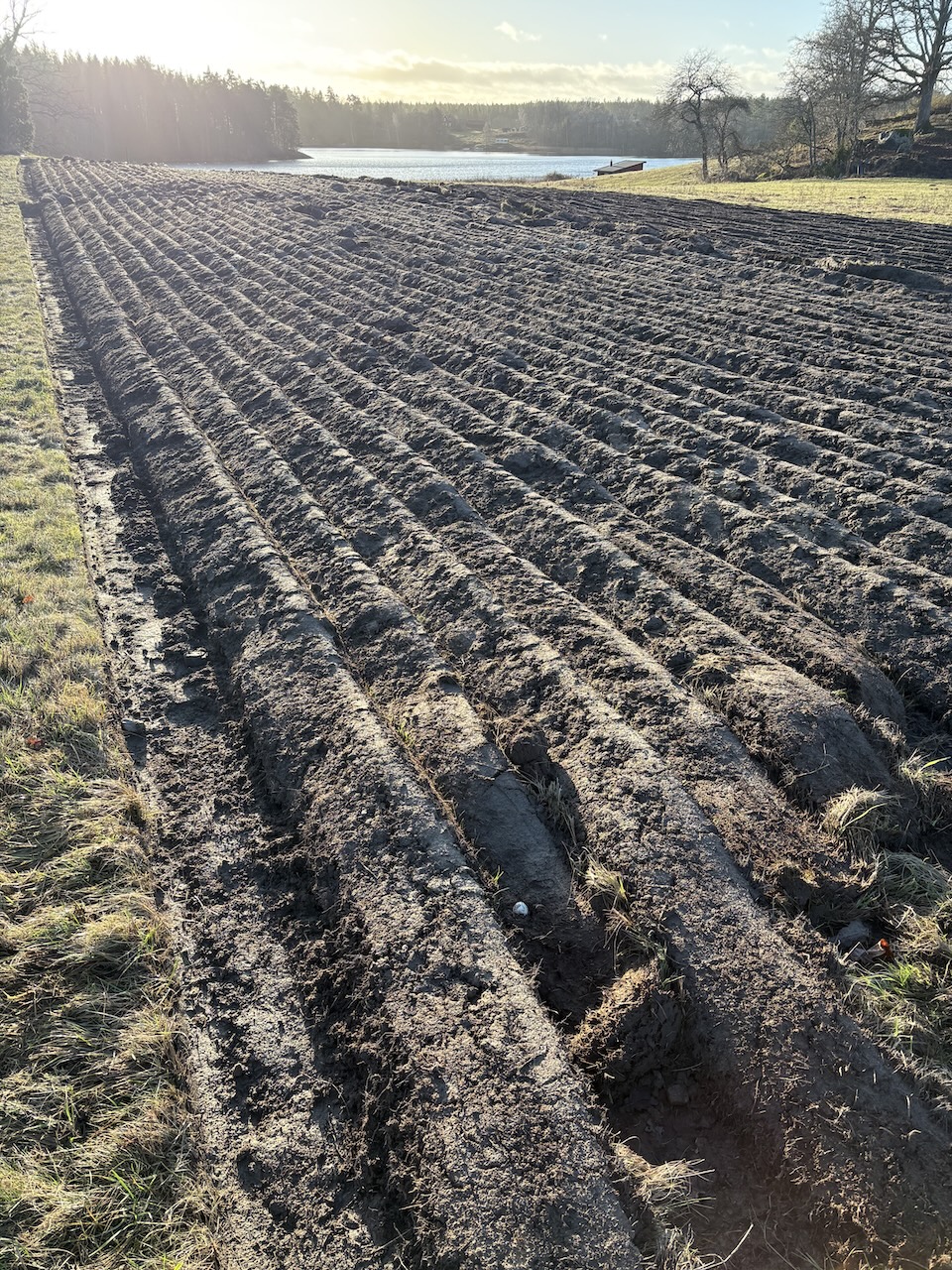 M&ouml;rtviks Ving&aring;rd